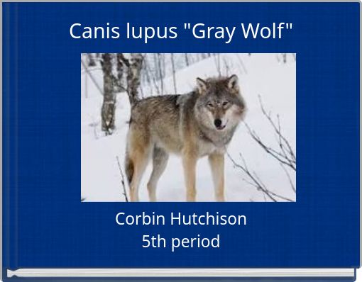 Canis lupus "Gray Wolf"