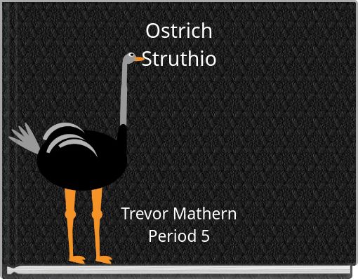 Ostrich Struthio