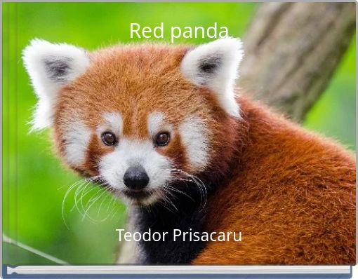 Red panda