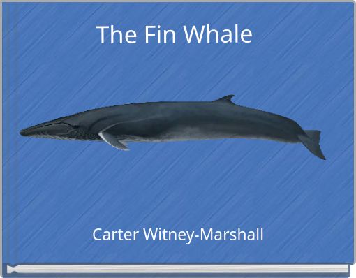 The Fin Whale