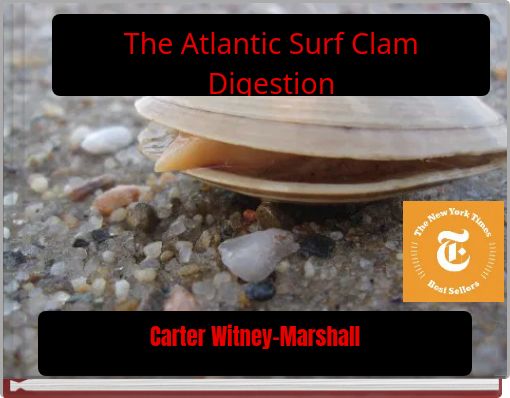 The Atlantic Surf Clam Digestion