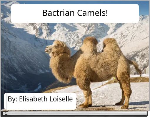 Bactrian Camels!