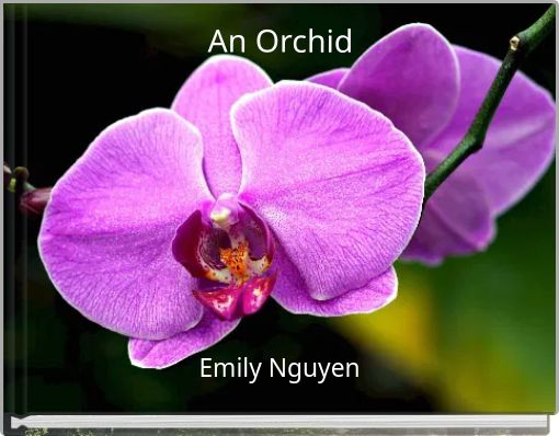 An Orchid