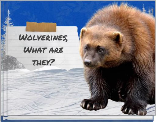 Wolverines, What are they?