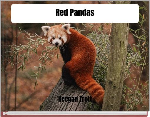 Red Pandas