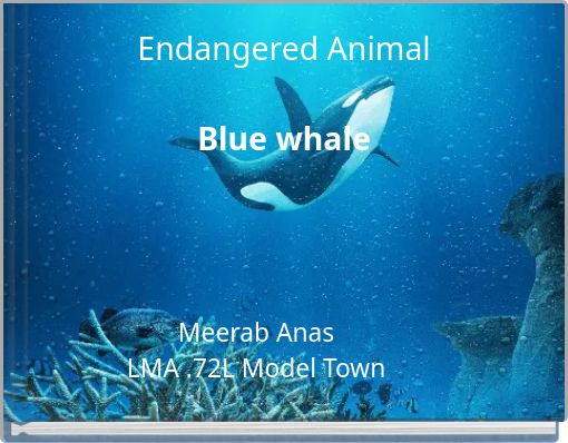 Endangered Animal Blue whale