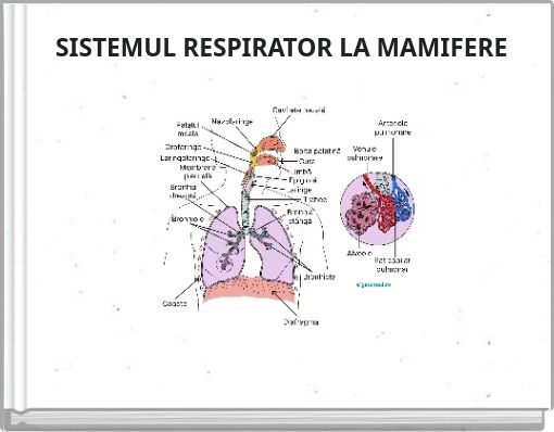 SISTEMUL RESPIRATOR LA MAMIFERE