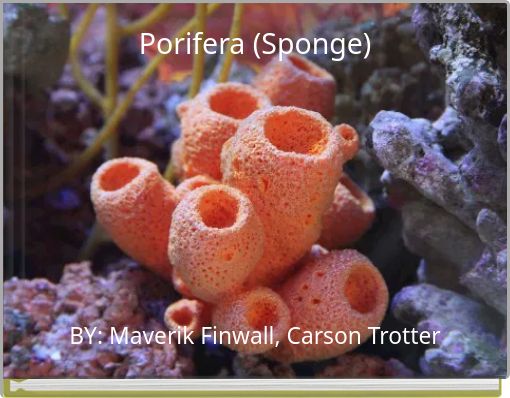 Porifera (Sponge)