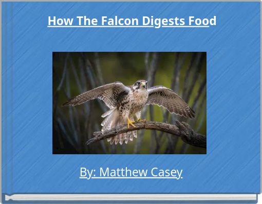 How The Falcon Digests Food