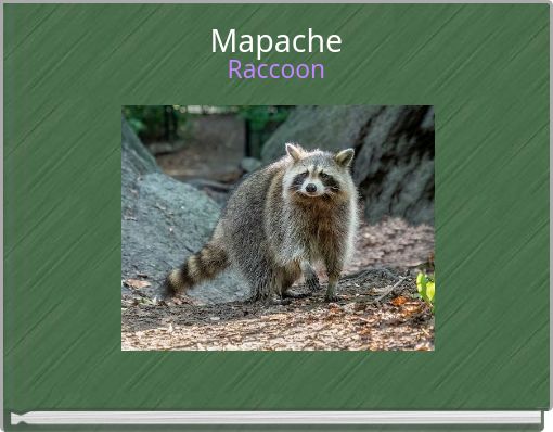 Raccoon