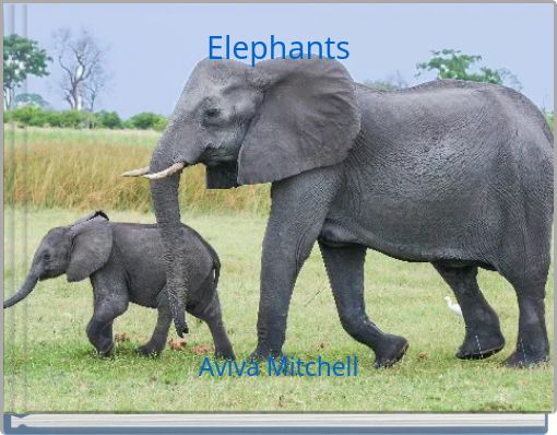 Elephants