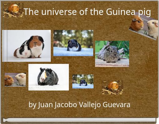 The universe of the Guinea pig