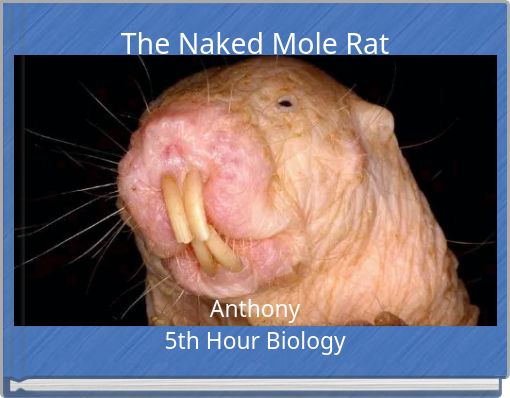 The Naked Mole Rat