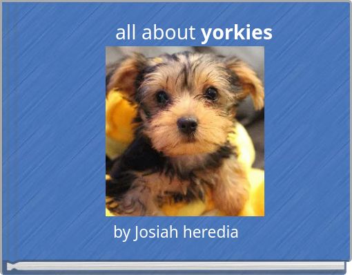 all about yorkies