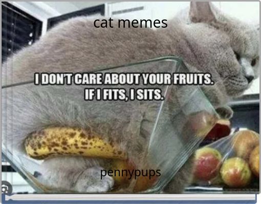 cat memes