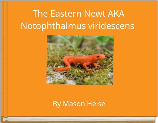 The Eastern Newt AKA Notophthalmus viridescens