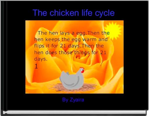 The chicken life cycle 
