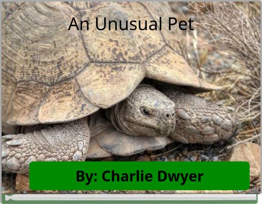 An Unusual Pet
