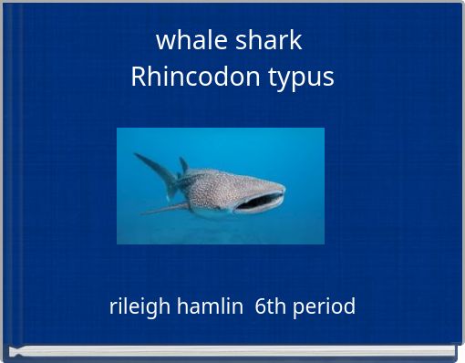 whale shark Rhincodon typus