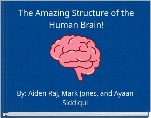 The Amazing Structure of the Human Brain!