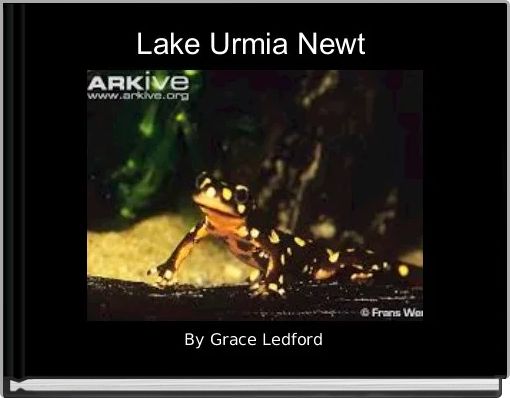 Lake Urmia Newt 