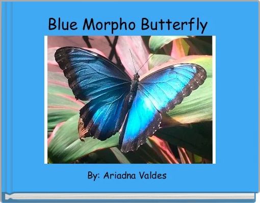 Blue Morpho Butterfly 