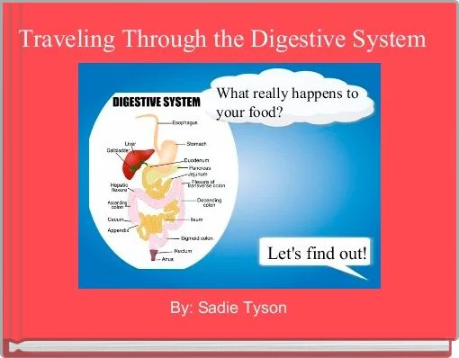 Traveling Through the Digestive System 