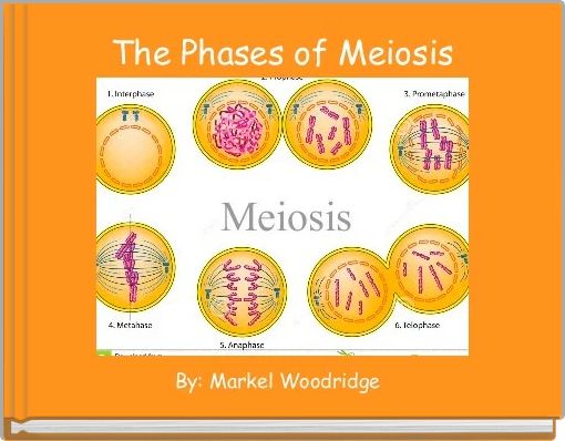 Front cover of 'The Phases of Meiosis' 