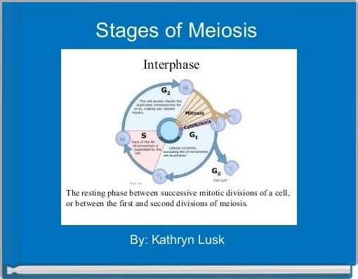 Stages of Meiosis 