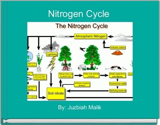 Nitrogen Cycle 