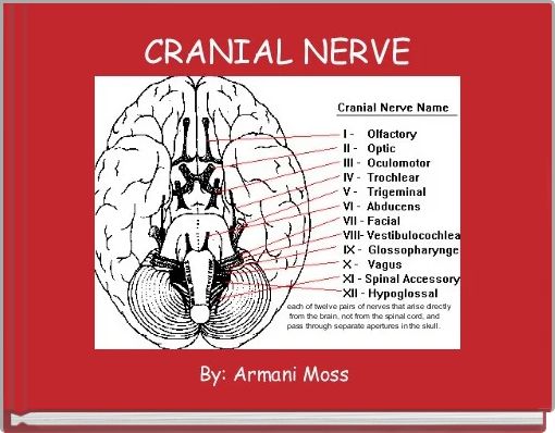 CRANIAL NERVE