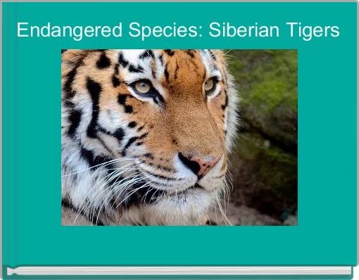 Endangered Species: Siberian Tigers 