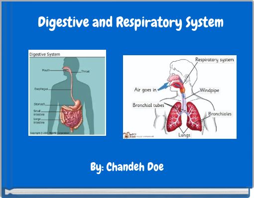 Digestive and Respiratory System