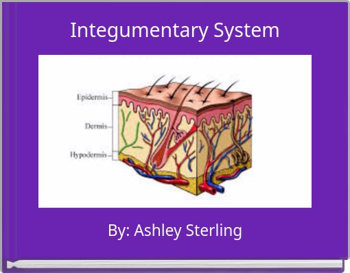 Integumentary System