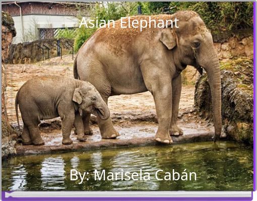 Asian Elephant