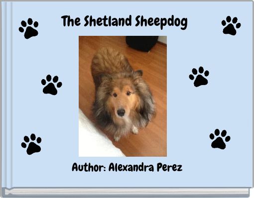 The Shetland Sheepdog