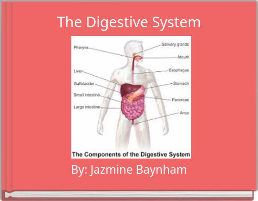 The Digestive System