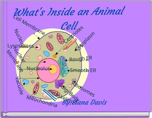 What's Inside an Animal Cell