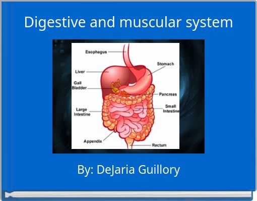 Digestive and muscular system