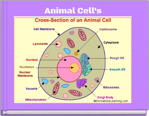 Animal Cell's