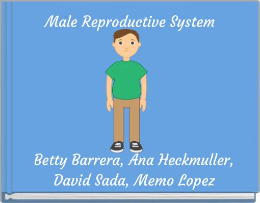 Male Reproductive System