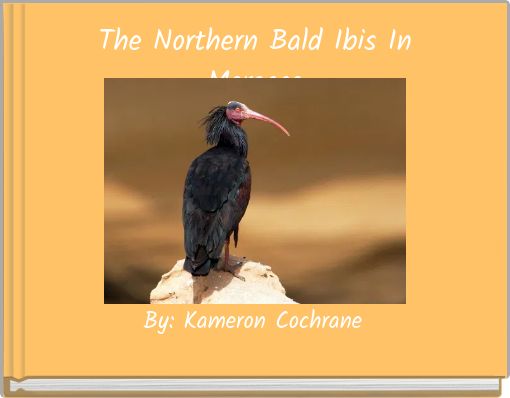 The Northern Bald Ibis In Morocco