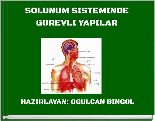 SOLUNUM SISTEMINDE GOREVLI YAPILAR
