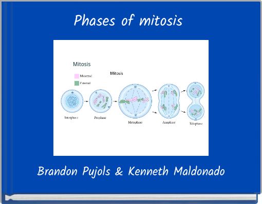 Phases of mitosis