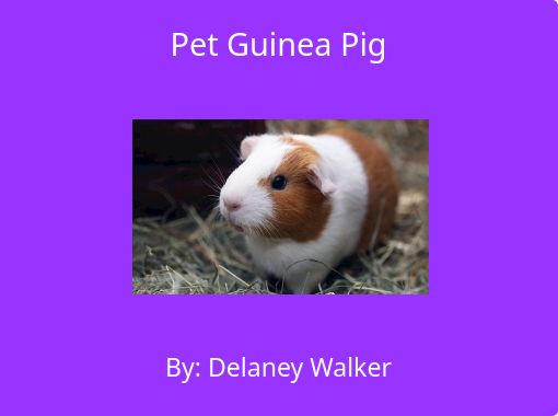 Order guinea hot sale pig online