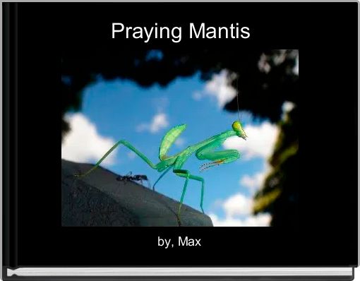Praying Mantis