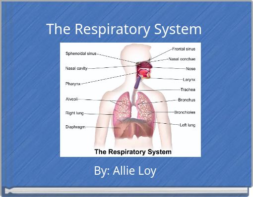 The Respiratory System