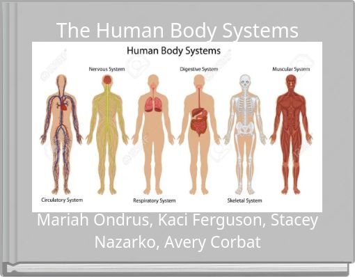 The Human Body Systems