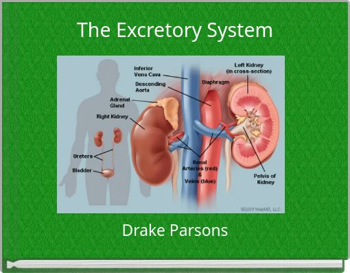 The Excretory System