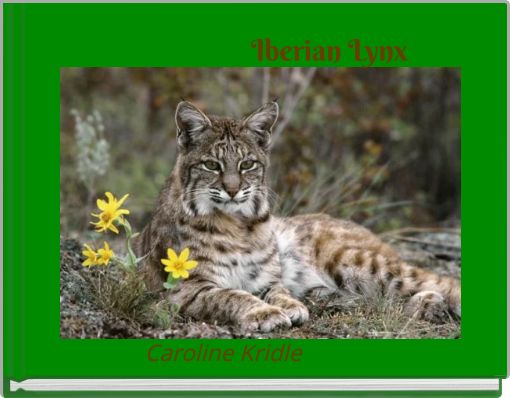 Iberian Lynx